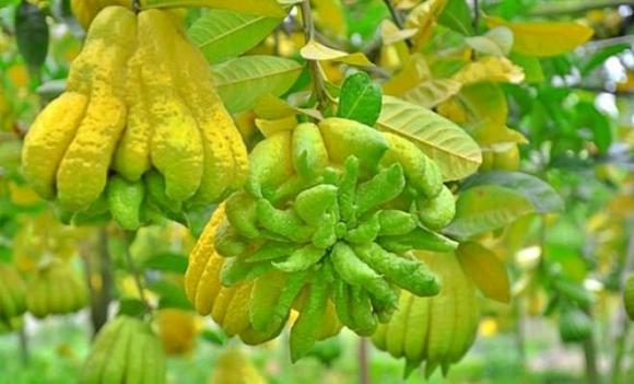 Bí quyết giúp bạn chọn Phật thủ đẹp, rước lộc may mắn cả năm