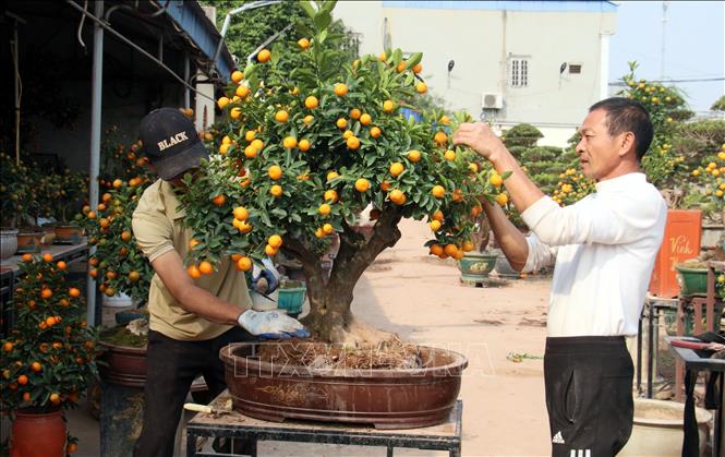 Nghệ nhân thổi 'hồn' cho quất bonsai
