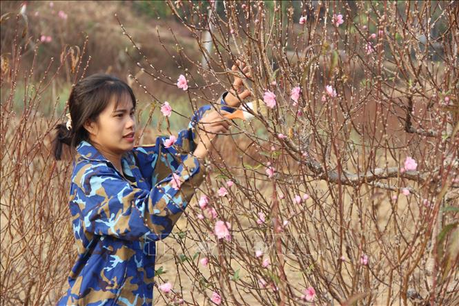 Hoa đào kép xứ Lạng giá tăng vẫn đắt hàng