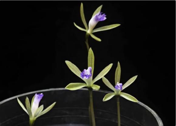 Loài cây cực hiếm ở Việt Nam chỉ có duy nhất một chiếc lá trong đời, được xem là hiếm có khó tìm trên thế giới