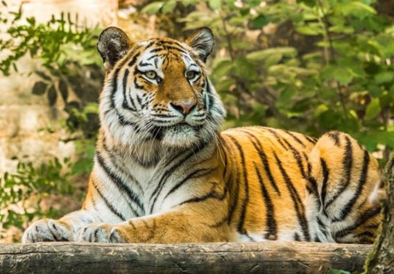 Cuối tháng 1, những sự kiện vui vẻ sẽ đến với 4 con giáp sau, tình duyên thắm nồng, sự nghiệp ‘lên hương’