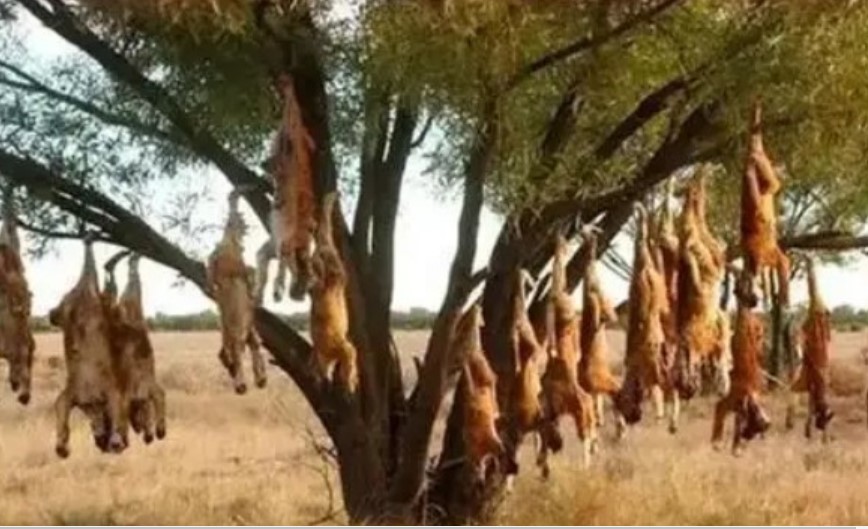 Loài cây ‘ăn thịt cừu’ tự bốc cháy khi nhiệt độ lên tới 40 độ, đàn cừu đến gần đồng nghĩa với cái chết!