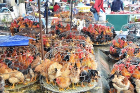 Nghề ‘hốt bạc’, kiếm bội tiền ngày 29 Tết, nghe xong ai cũng kêu ‘dễ ợt’