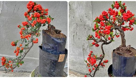 Tết Ất Tỵ 2025: Đặt 6 loại cây phong thủy này trong phòng khách, cả năm may mắn, thịnh vượng, tài lộc đếm không xuể