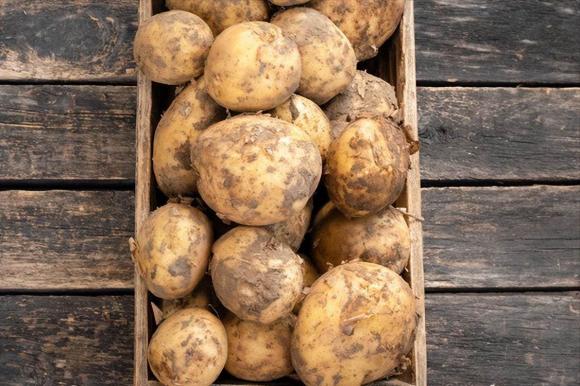 Hóa ra việc bảo quản khoai tây chỉ đơn giản rắc một nắm lên là chúng sẽ không nảy mầm hay chuyển sang màu xanh trong cả năm