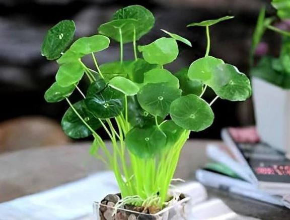 7 loại cây để bàn làm việc như 'nam châm hút tiền' cho năm mới, dân văn phòng muốn tài lộc nên sắm