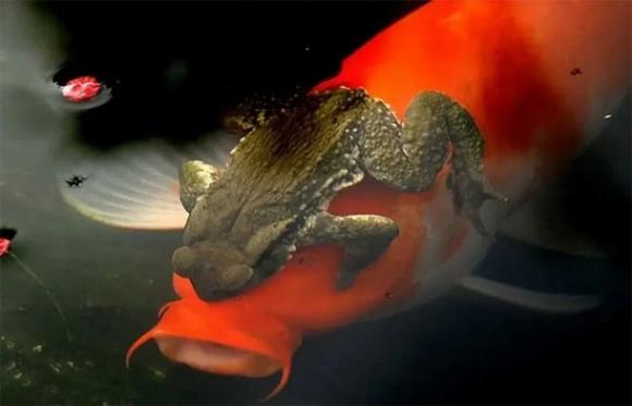 Giải nghĩa hiện tượng cóc vàng ôm cá chép! Tại sao cảnh tượng này lại xảy ra?