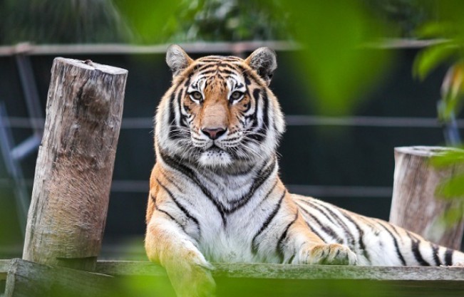 Tháng 2 dương lịch: Sự tỏa sáng của những con giáp khởi sắc tài lộc, danh vọng vẹn toàn