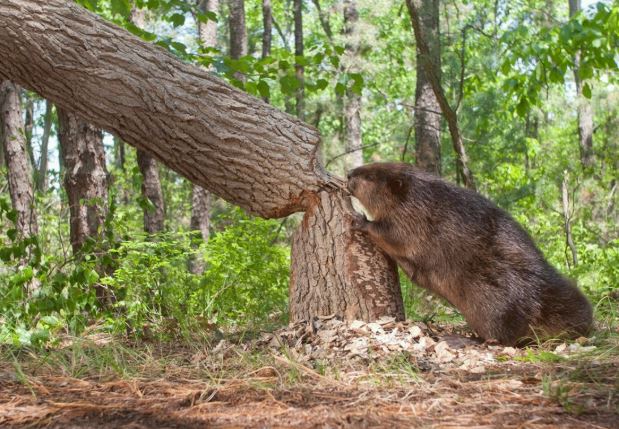 Các nhà khoa học nói về nguyên nhân loài vật ‘ngu ngốc’ nhất thế giới đang có nguy cơ bị tuyệt chủng