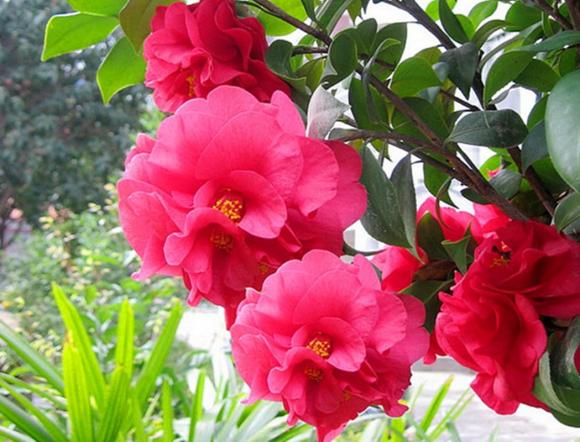 Quên hoa hồng đi! Khám phá loài hoa sang trọng, quý phái hơn với hình dáng độc đáo, hương thơm quyến rũ và cực kỳ dễ trồng