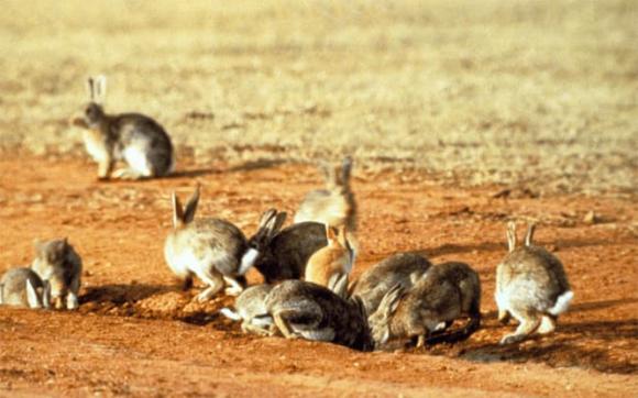 Thỏ đẻ nhiều, nuôi dễ, vậy vì sao thịt thỏ không trở thành nguồn thực phẩm chính?