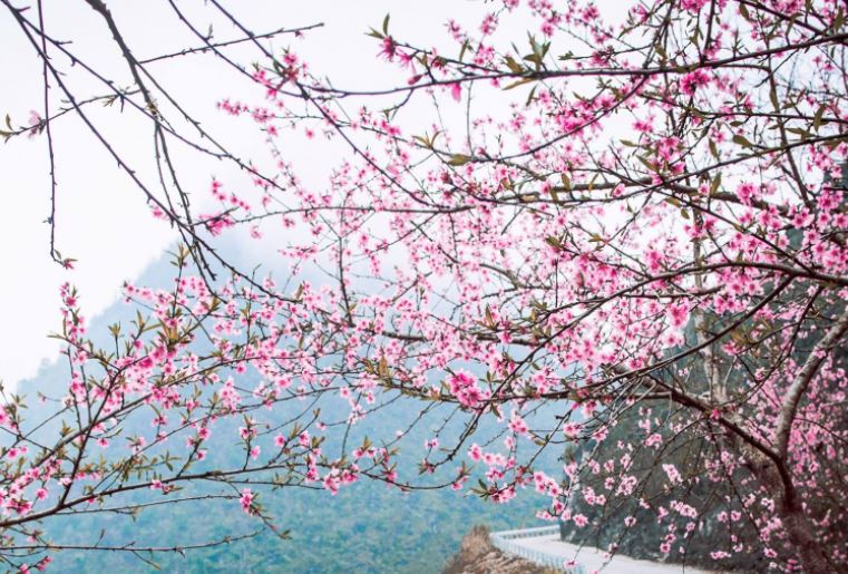 Đào Đá: Vẻ đẹp thuần khiết của núi rừng Tây Bắc