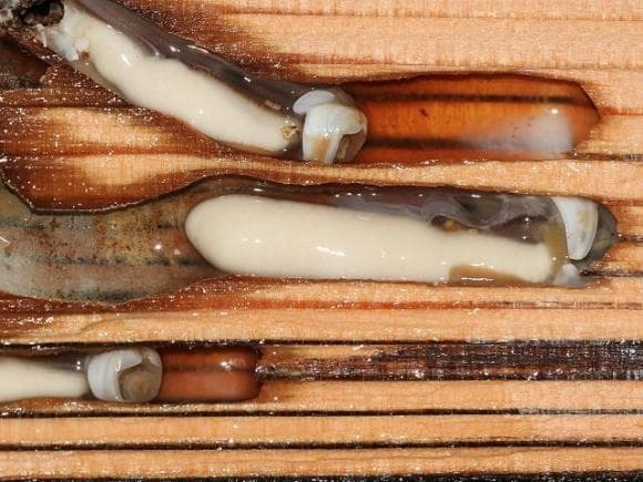 Loài động vật là đặc sản có giá gần 800 nghìn 1 kg nhưng khiến nhiều người ghê sợ