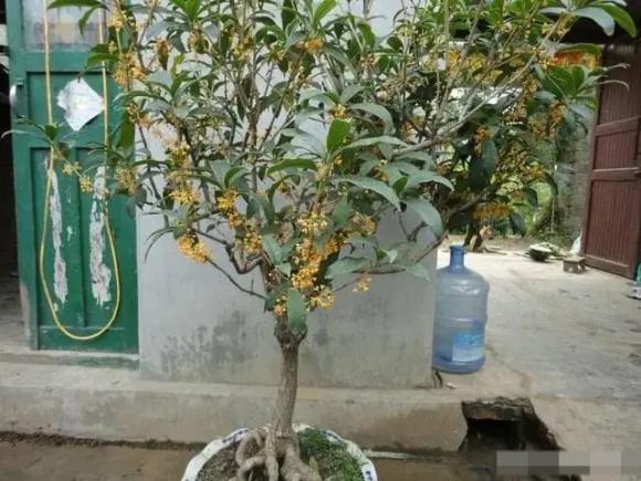 'Phòng khách có bốn cây, mười nhà thì chín nhà giàu', hút tài lộc cực nhiều