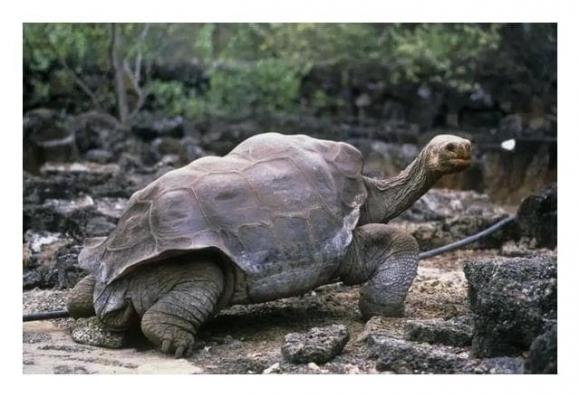 Các loài động vật sống thọ nhất thế giới, loài thứ ba trong danh sách có thể sống tới 500 năm