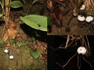 Loài cây siêu đẹp nhìn bề ngoài trông giống củ tỏi, là loài thực vật mới của thế giới được phát hiện tại Việt Nam