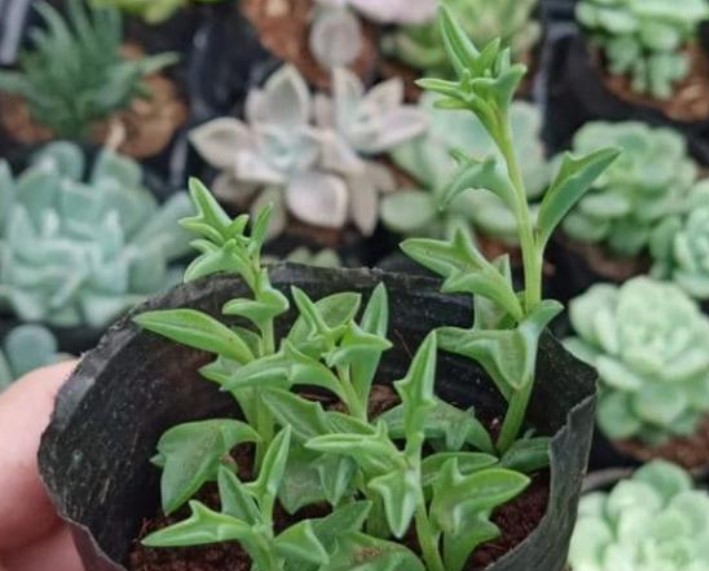 Với 6 cây cảnh 'thả đâu sống đó' này, bạn sẽ trở thành chuyên gia làm vườn mà chẳng cần nỗ lực nhiều!