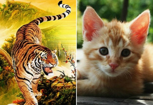 Tử vi ngày 3/2/2025 của 12 con giáp: Tuổi Mão đón tài lộc, Dần cần kiên trì vượt khó