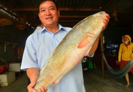 Loài cá cực quý hiếm ở Việt Nam được thế giới săn lùng: Giá tiền tỷ mỗi cân, ai bắt được sẽ đổi đời