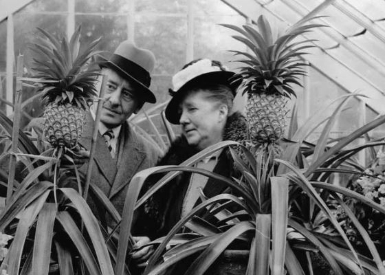 1 loại quả Việt Nam bán tràn lan khắp chợ nhưng lại từng là xa xỉ phẩm của giới quý tộc Anh