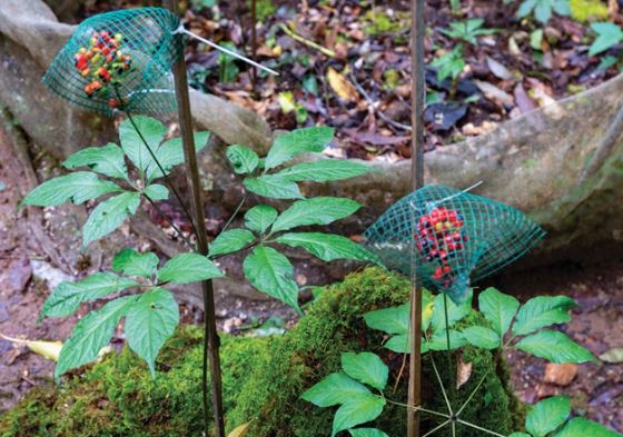 Loại hạt đắt nhất chỉ có ở Việt Nam: 4 năm mới đậu quả, mỗi cây được vài chục hạt, giá 300 triệu/kg