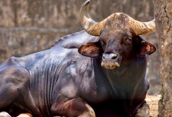 Loài động vật lớn bậc nhất thế giới đang trên bờ tuyệt chủng ở Việt Nam: Nặng 2 tấn, túi mật có giá 60 triệu, chỉ còn 300 cá thể