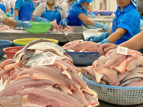 Xuất khẩu cá tra tăng mạnh ngay đầu năm

