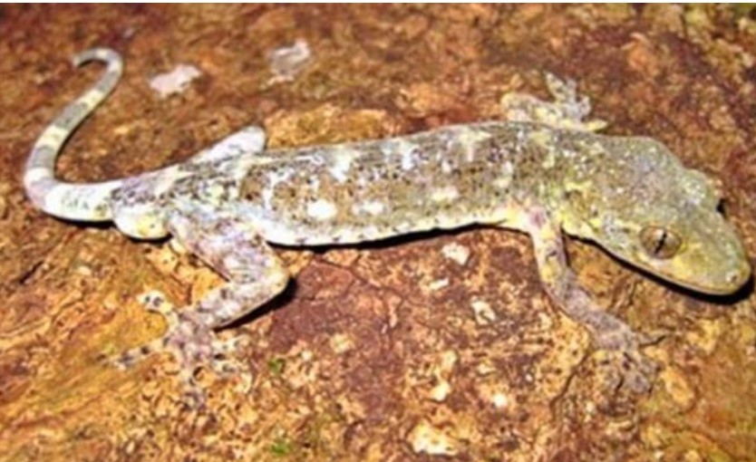 Loài động vật quý hiếm cả thế giới chỉ Việt Nam có, đứng trước nguy cơ tuyệt chủng, giới khoa học nỗ lực tìm cách bảo tồn