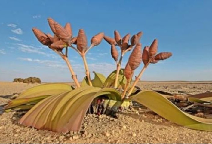 Loài cây duy nhất trên thế giới chỉ có 2 chiếc lá: Tuổi thọ nghìn năm, là cây 'hóa thạch sống' biểu tượng của Namibia