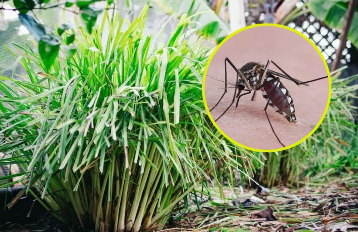 Kẻ thù lớn nhất của muỗi không phải là nhang muỗi mà là 5 loại “cỏ đuổi muỗi” này, chúng sẽ bỏ chạy khi ngửi thấy mùi