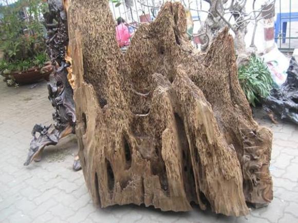 Đây là loại gỗ đắt nhất thế giới được mệnh danh là 'vàng xanh', Việt Nam sở hữu có chất lượng tốt nhất, giá lên tới 20 tỷ đồng/kg