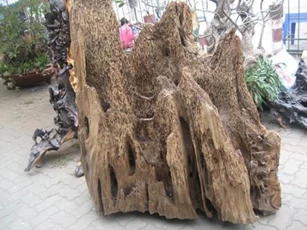 Đây là loại gỗ đắt nhất thế giới được mệnh danh là 'vàng xanh', Việt Nam sở hữu có chất lượng tốt nhất, giá lên tới 20 tỷ đồng/kg