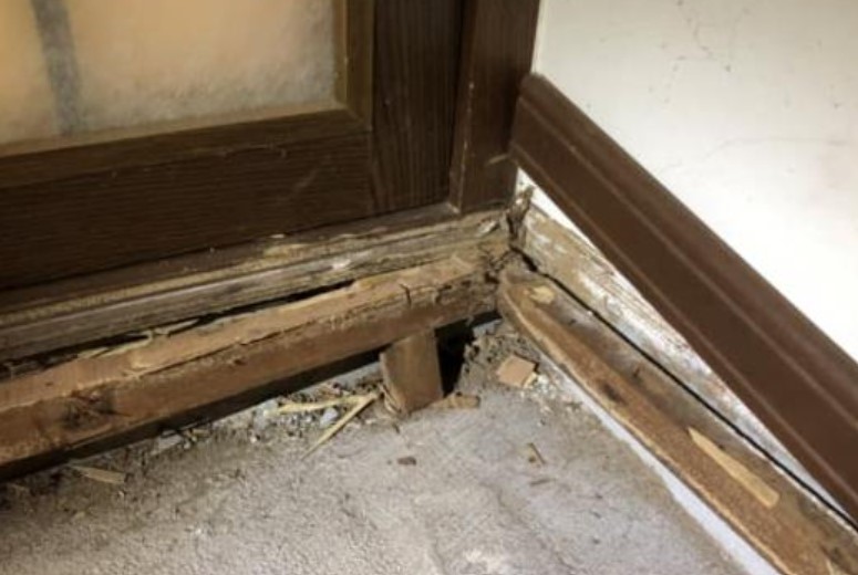 Đừng để mối mọt 'xơi tái' ngôi nhà của bạn, hãy học ngay 4 cách diệt mối tận gốc đơn giản mà hiệu quả