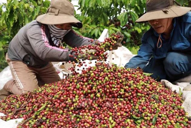 Cà phê mang về gần 800 triệu USD xuất khẩu trong tháng đầu năm