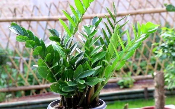 Cổ nhân có câu: “Nếu trồng 4 loại hoa trong nhà thì gia đình sẽ thịnh vượng'