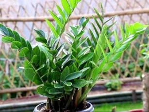 Cổ nhân có câu: “Nếu trồng 4 loại hoa trong nhà thì gia đình sẽ thịnh vượng'