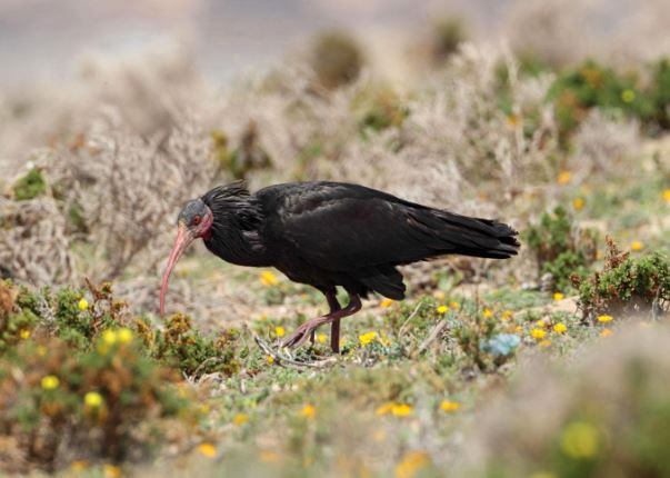 Báu vật của trời: Loài chim tuyệt chủng 300 năm trước bỗng 'tái xuất', cả thế giới chỉ còn hơn 500 con