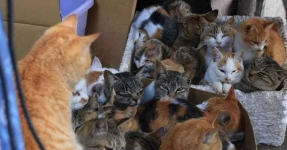 Có hơn 50.000 con mèo sống trên 'Đảo mèo', Nhật Bản, chúng đến từ đâu? Ngoài việc bắt chuột còn có thể bắt cá dưới biển