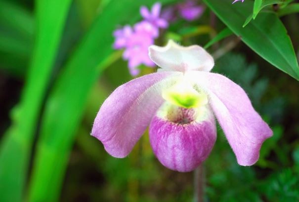 Báu vật của rừng: Loài hoa lan độc nhất vô nhị trên thế giới, chỉ Việt Nam có, 'núi tiền' không mua nổi!