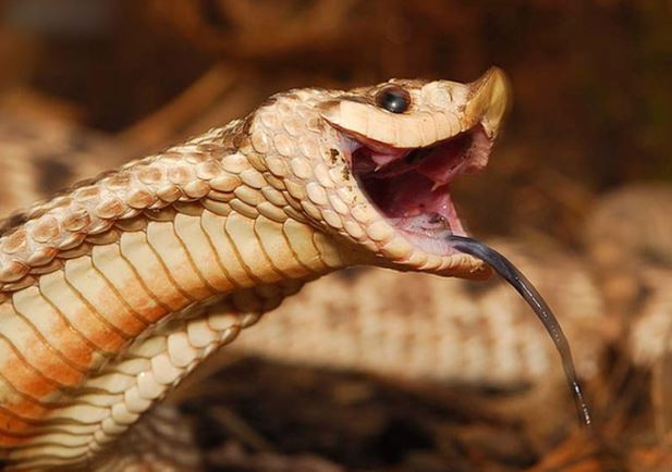 Tại sao rắn độc đến mấy cũng khó giết được lợn rừng?