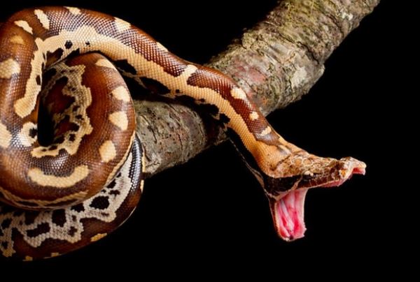 B&#xE1;u v&#x1EAD;t Vi&#x1EC7;t Nam: Lo&#xE0;i &#x27;m&#xE3;ng x&#xE0;&#x27; m&#x1EC7;nh danh ki&#x1EC7;t t&#xE1;c t&#x1EF1; nhi&#xEA;n &#x111;&#x1EB9;p hi&#x1EBF;m th&#x1EA5;y, c&#x1EA3; th&#x1EBF; gi&#x1EDB;i ch&#x1EC9; 5 n&#x1B0;&#x1EDB;c c&#xF3;