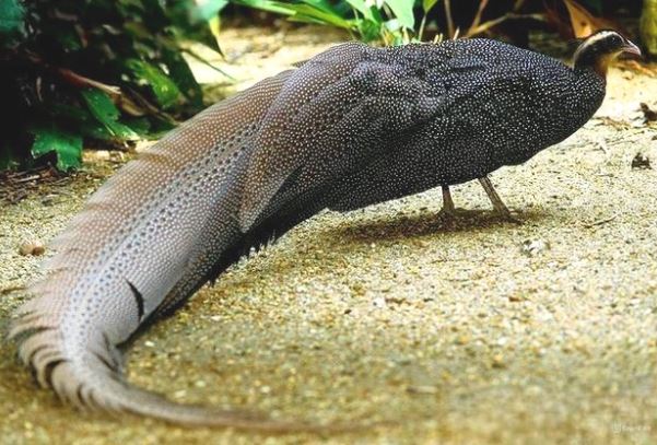 Báu vật của dãy Trường Sơn: Loài động vật cực kỳ quý hiếm cả thế giới chỉ 2 nước có, IUCN khẩn cấp bảo vệ