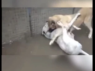 CLIP: Trận chiến không khoan nhượng giữa chó ngao Pakistan đối đầu chó Kangal – Kết cục đầy bất ngờ!