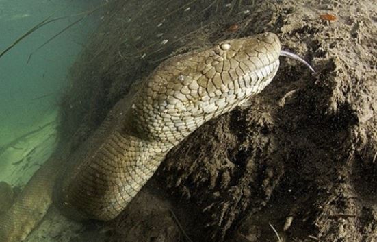 Nh&#x1EEF;ng &#x2018;qu&#xE1;i v&#x1EAD;t&#x2019; g&#xE2;y ch&#x1EA5;n &#x111;&#x1ED9;ng v&#xEC; xu&#x1EA5;t hi&#x1EC7;n &#x1EDF; Vi&#x1EC7;t Nam: S&#x1ED1; 1 g&#xE2;y &#xE1;m &#x1EA3;nh, s&#x1ED1; 3 b&#xED; &#x1EA9;n ch&#x1B0;a c&#xF3; l&#x1EDD;i gi&#x1EA3;i