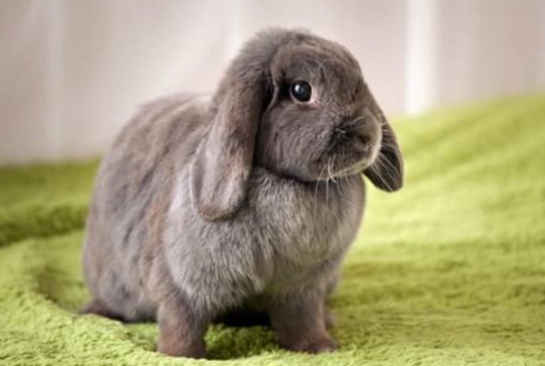 Trên mông thỏ cưng đột nhiên xuất hiện một đốm trắng, tưởng bị thương, nhưng đến gần lại không nhịn được cười