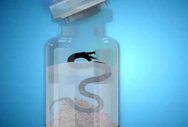 Tại sao rắn độc đã ngâm rượu cả năm trời, khi mở nắp bình vẫn vọt lên cắn người bị thương?