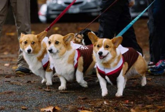 Chú chó đến bệnh viện gặp chủ lần cuối, khoảnh khắc nó ngửi thấy mùi giường bệnh khiến cảnh tượng 'mất kiểm soát' diễn ra ngay sau đó