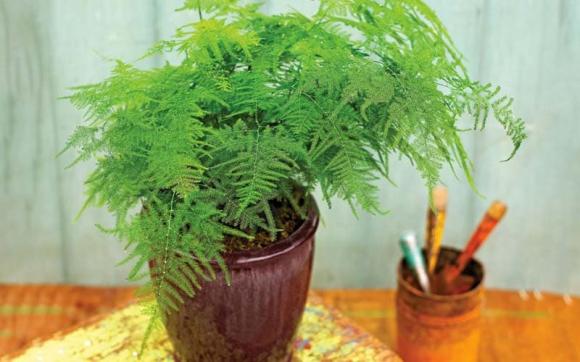 Trồng “4 loại cây xanh” này ở nhà như lắp máy không khí, sức khỏe cả nhà tốt hơn hẳn