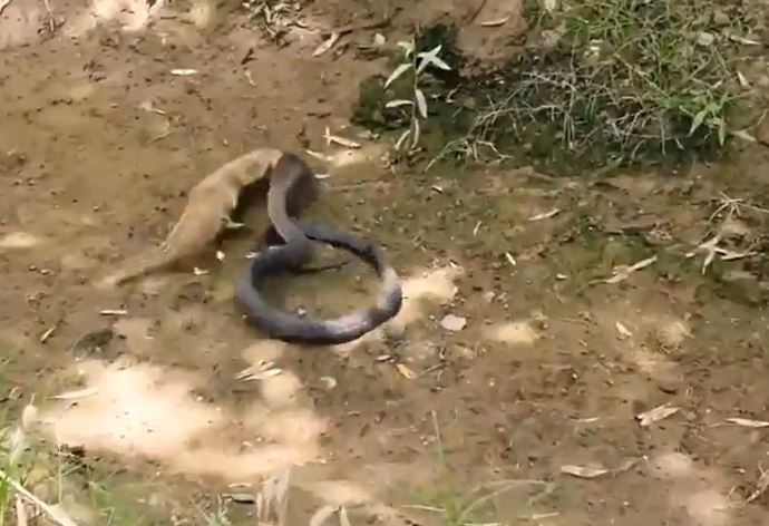 CLIP: Đụng độ cầy mangut, rắn hổ mang nhận cái kết cực kỳ thê thảm