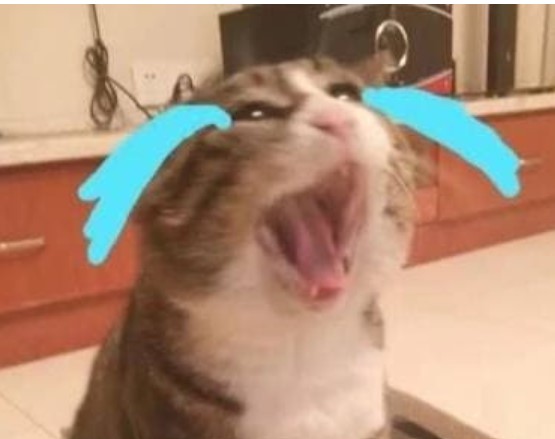 Những chú mèo 'đoản mệnh' có những đặc điểm này, mong thú cưng nhà bạn không mắc phải